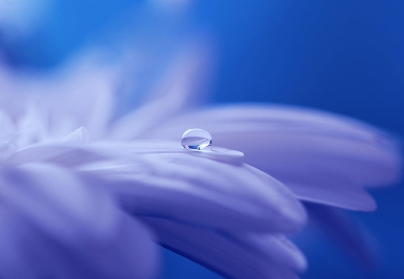 Fantasy Flower