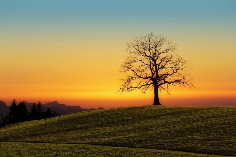 Fairy Tale Meadow