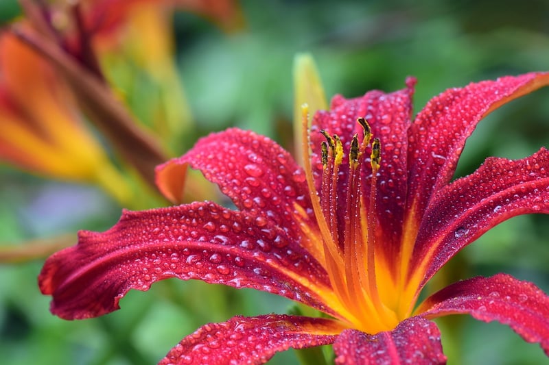 Dragon Lily